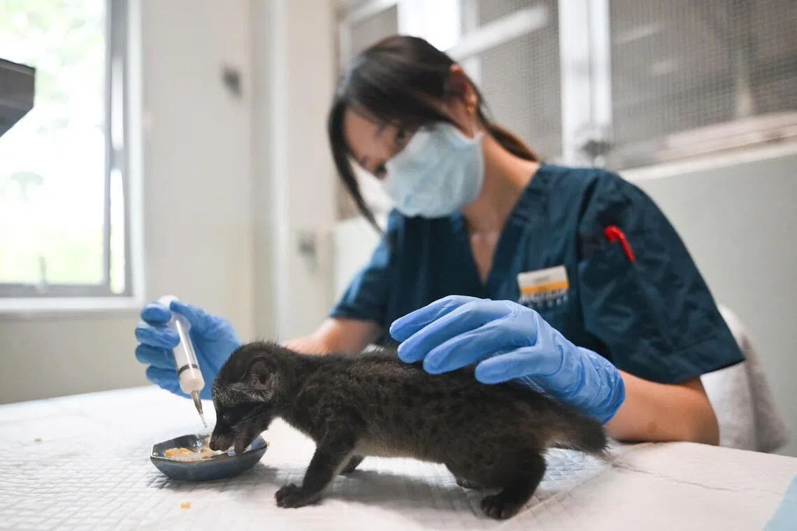 New specialised hospital opens in Mandai to treat Singapore’s wildlife